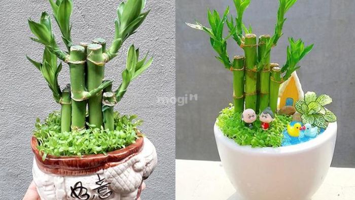 cây trang trí phòng khách đẹp