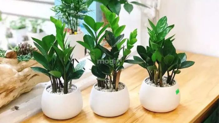 cây phong thủy cho phòng khách