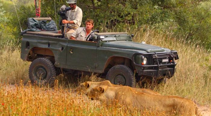 Safari operators also play an active role in conservation efforts for wildlife.