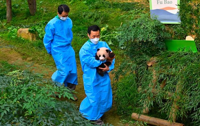 A caretaker was seen carrying panda cub Fu Bao during a special ceremony to announce her name at the Everland Amusement and Animal Park in Yongin.