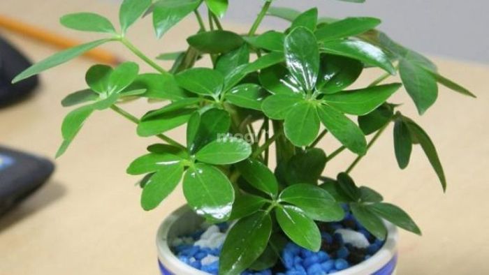 cây trang trí phòng khách đẹp