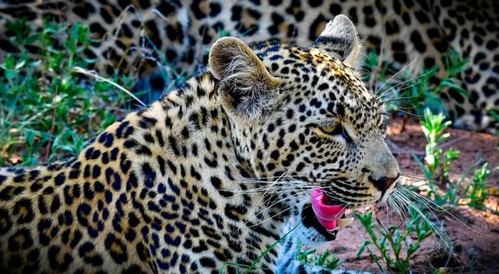 The game reserves are home to iconic wildlife, including leopards, lions, elephants, and wild dogs.