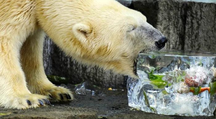 At Ueno Zoo, even the animals get a taste of summer with refreshing ice treats during the hottest months.