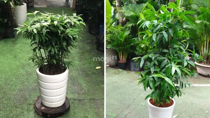 cây phong thủy trang trí phòng khách