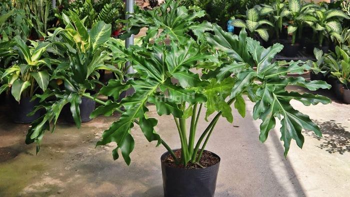 Cây Trầu Bà – Biểu tượng của sự tươi mới và thịnh vượng
