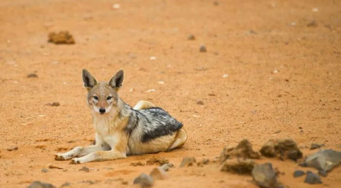 Even the jackals are taking it slow here.