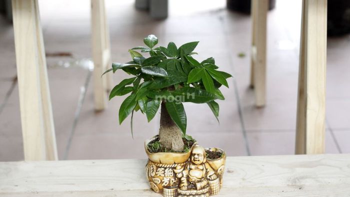Cây Kim Ngân – Biểu tượng của tài lộc và may mắn