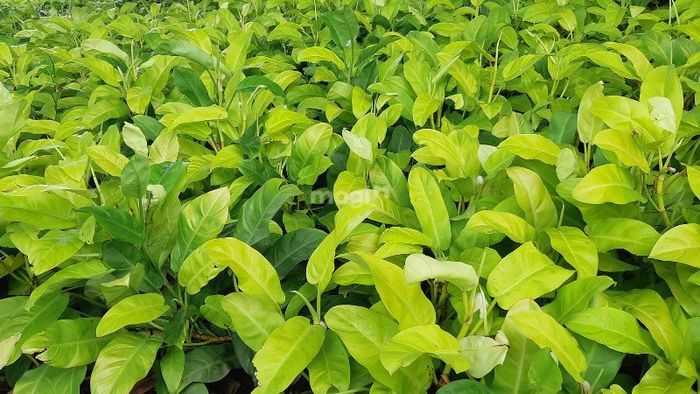 cây phong thủy cho phòng khách
