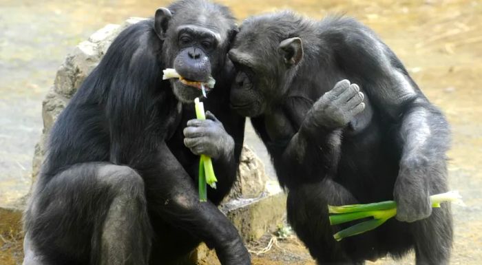 Getting the latest news at Tama Zoo.