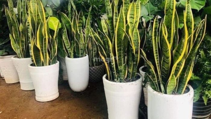 cây phong thủy cho phòng khách