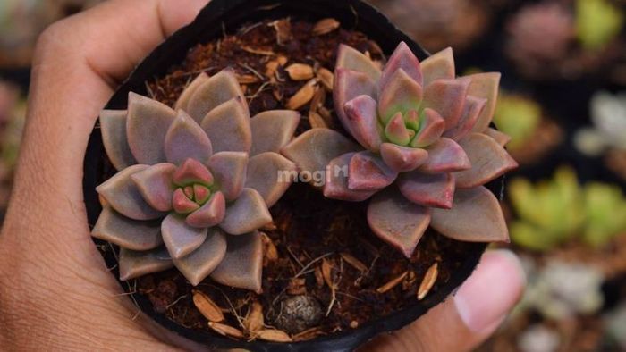 cây cảnh cho phòng khách
