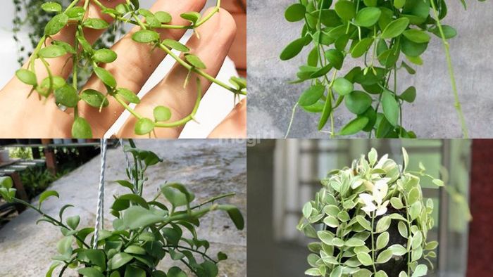 Cây Lan Tim (hay Lan Hạt Dưa)