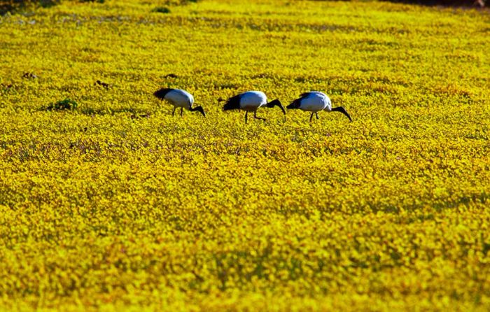 Wildflowers bloom across Namaqualand, within the Succulent Karoo.