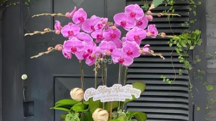 Lan hồ điệp nhiều màu