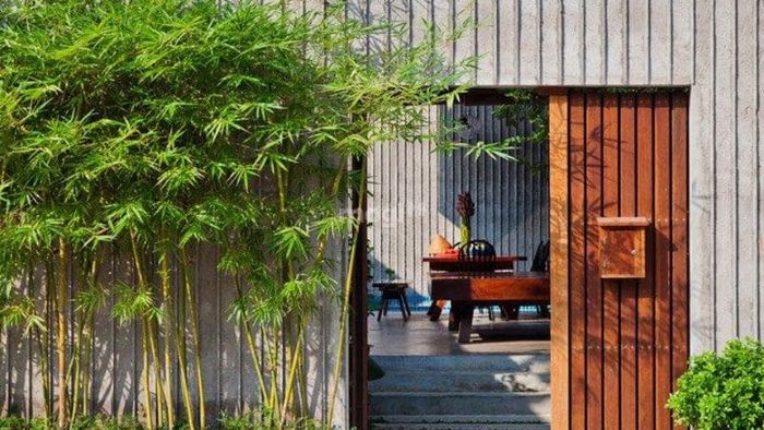 Cây Trúc Quân Tử