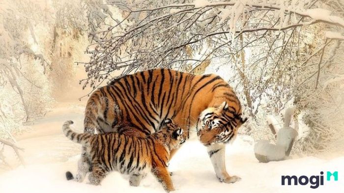 Tổng quan về người tuổi Dần
