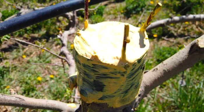 Colorado fruit growers have started grafting new Colorado Orange apple trees into their orchards. They’re hopeful to see fruit within two to five years.