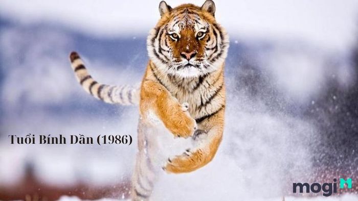 Khám phá ngay các ngày đẹp để khai trương cho tuổi Bính Dần (1986)