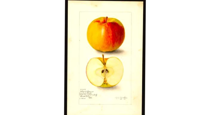 The US Department of Agriculture boasts a collection of nearly 4,000 watercolor illustrations depicting apple varieties cultivated in the United States over the last two centuries.