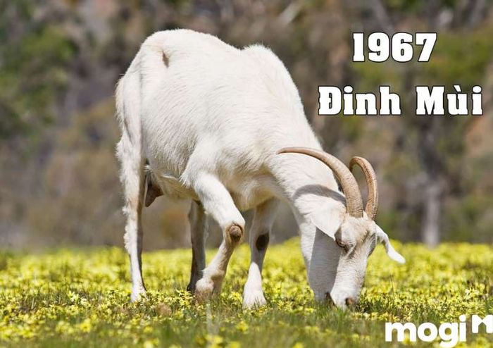Ngày khai trương đẹp cho tuổi Mùi Đinh Mùi là ngày nào?