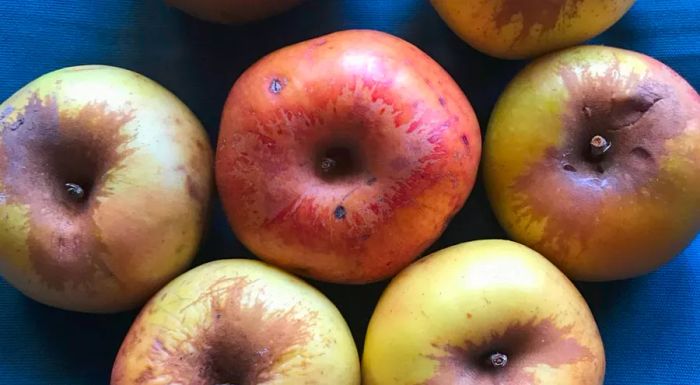 Researchers discovered a few intact apples lying beneath the Fremont County tree. They hoped these might be from the elusive Colorado Orange variety.