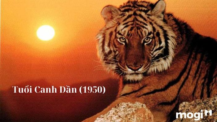Ngày khai trương tốt cho tuổi Dần 2024 – Canh Dần