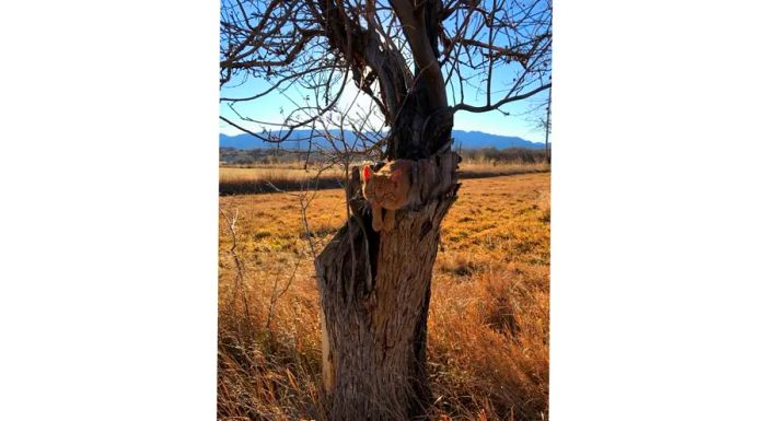 In December 2018, the Schuenemeyers stumbled upon a tree thought to be one of the last remaining Colorado Orange apple trees, with a few apples still hanging from its lone surviving branch.