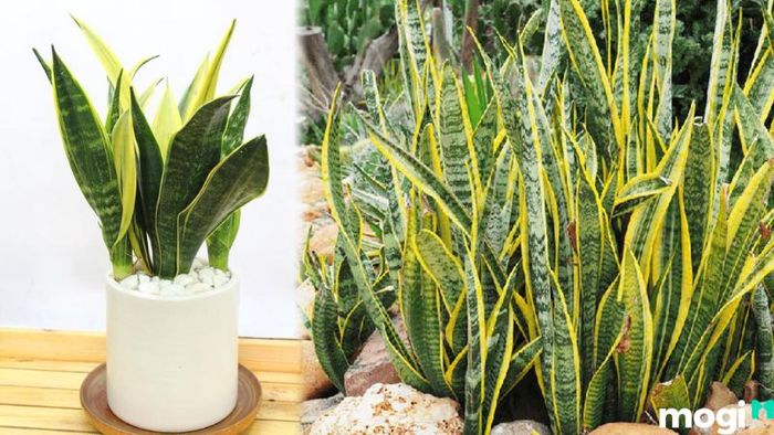 Cây phong thủy hợp với gia chủ tuổi Canh Tuất