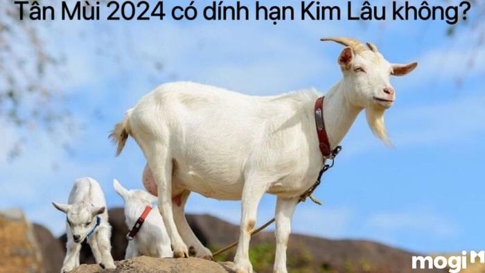 Liệu tuổi Tân Mùi 2024 có gặp phải hạn Kim Lâu không?