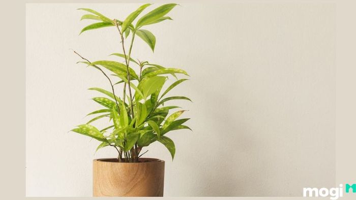 Cây cảnh phong thủy phù hợp với người tuổi Canh Tuất