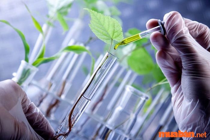 Công nghệ sinh học là gì và tại sao nó lại quan trọng?