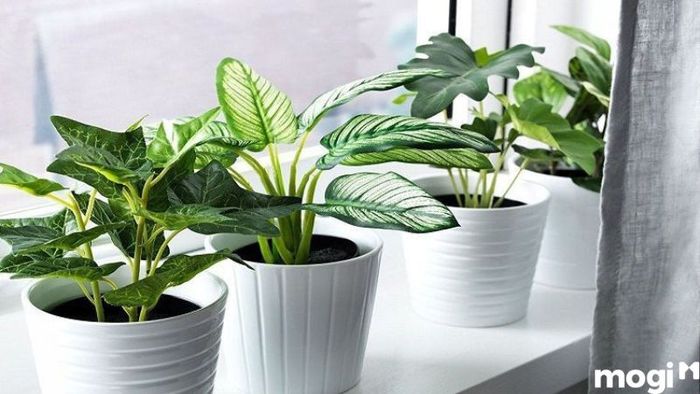 Màu sơn nhà phù hợp với gia chủ sinh năm 1991