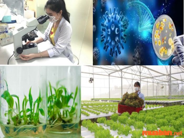 Học công nghệ sinh học ở đâu tốt nhất?