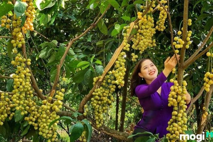 Cồn Sơn Cần Thơ