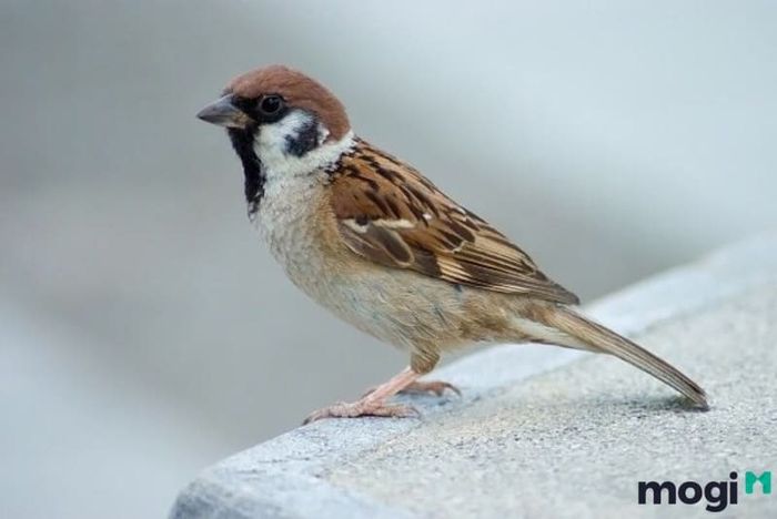 Chim sẻ được xem là biểu tượng của sự may mắn