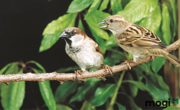 Chim sẻ bay vào nhà mang đến những điềm báo gì? Có phải là một tín hiệu tốt hay không?
