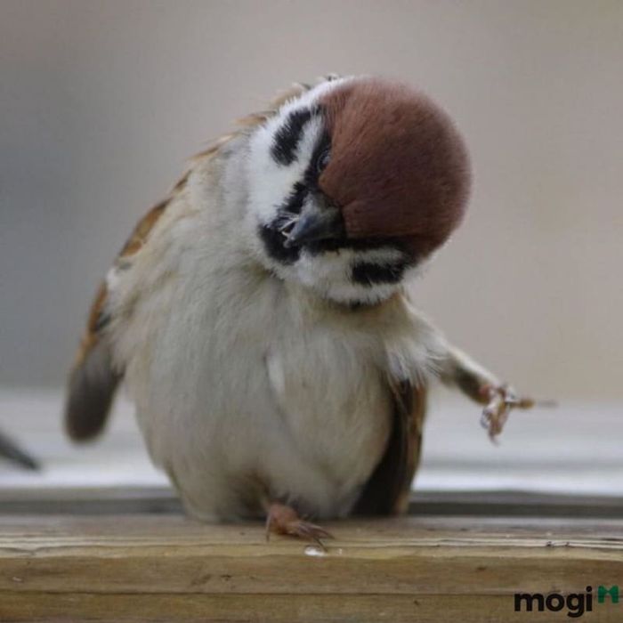 Điềm xui rủi sắp xảy ra đối với gia đình.