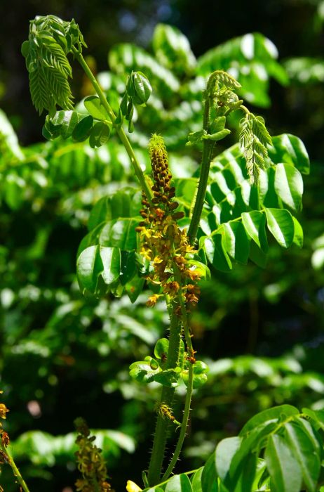 Tara flour, an unapproved food additive, is made from the pods of the tara plant, which is also used to create tara gum.