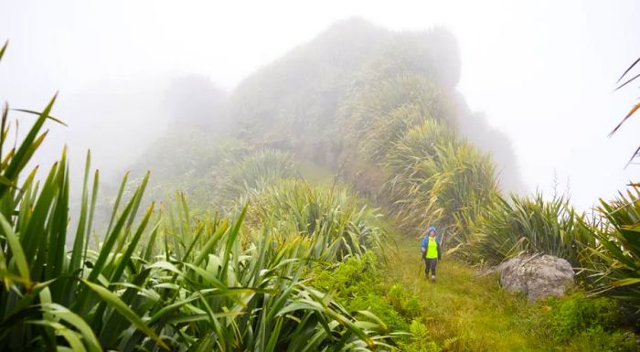 Catching a glimpse of Dancoisne-Martineau is as sought-after as conquering one of the island's renowned hiking paths.