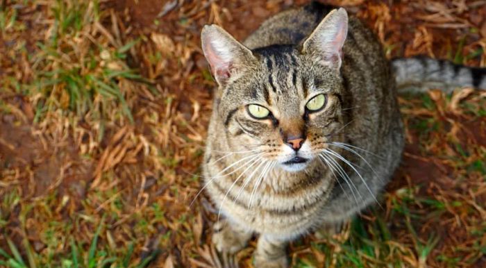 Many cats are waiting to find their ‘furrever’ homes.