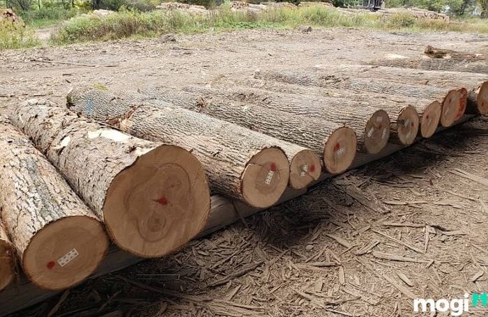 Gỗ tần bì được nhập khẩu từ các nước Đông Âu và Bắc Mỹ vào thị trường Việt Nam.