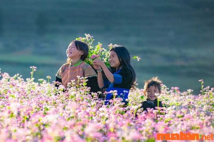 Mỗi mùa, Hà Giang mang lại một vẻ đẹp riêng biệt, tạo nên sự quyến rũ khó cưỡng cho du khách.