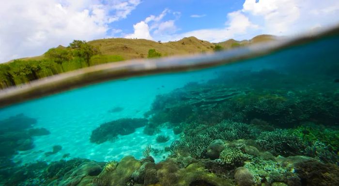 Komodo National Park: Where dolphins relax