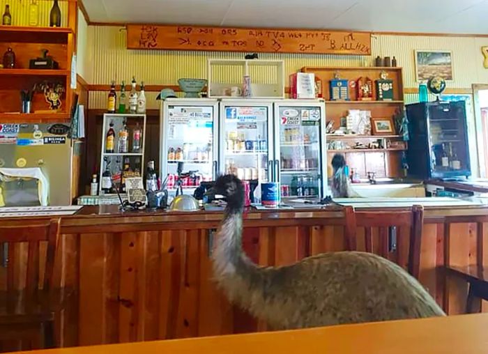 Last year, Kevin and Carol, the emu siblings, managed to find their way into the Yaraka Hotel bar.