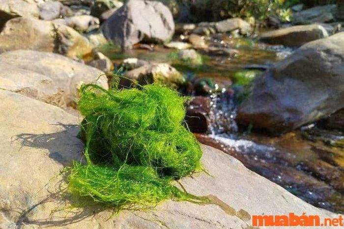Rêu nướng được làm từ rêu thu hoạch từ khe suối, là món ăn nổi tiếng với công dụng tốt cho sức khỏe