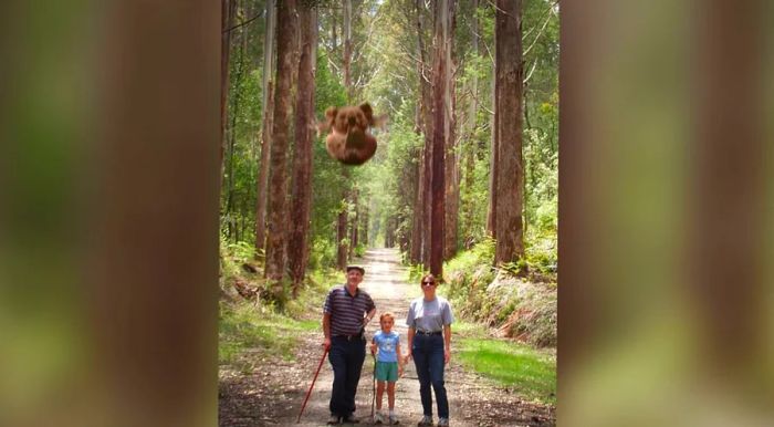 In this image, which is clearly photoshopped, a drop bear ambushes an unsuspecting family.