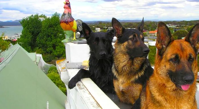 Hawley House Tasmania has welcomed an impressive array of animal guests, from dogs and ferrets to rabbits, horses, cats, and even chickens.