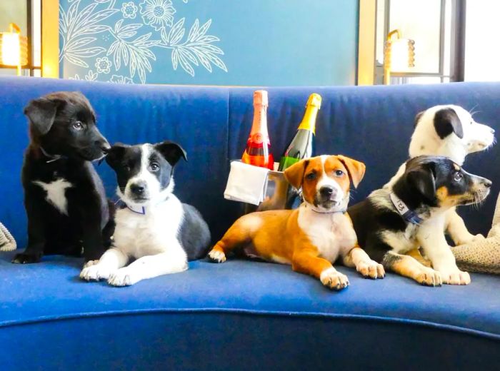 Hotel Monaco Denver offers a special Puppies + Prosecco package for guests visiting around National Dog Day.