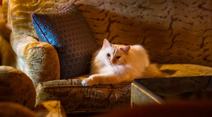 Cats are warmly welcomed at Le Bristol Paris, where they are treated to luxurious accommodations and high-quality cuisine.