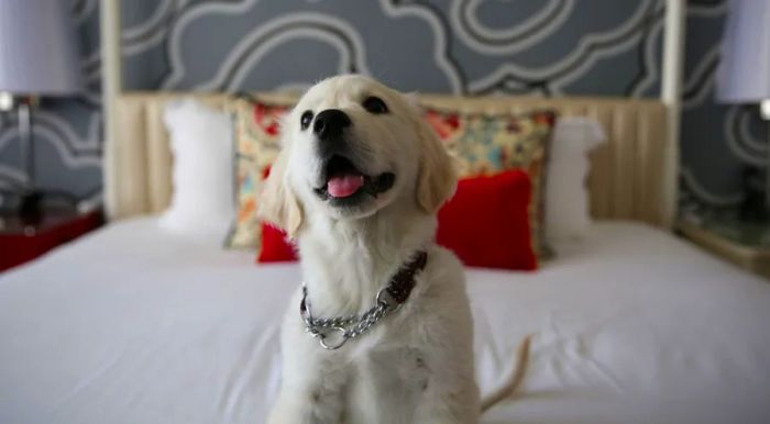 Dogs are the most common four-legged guests at the Kimpton.